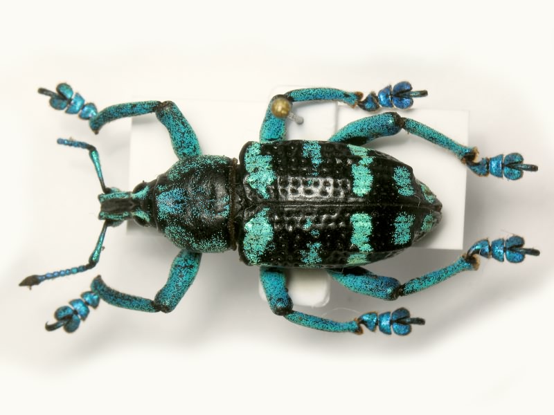 Eupholus linnei (Thomson, 1857)